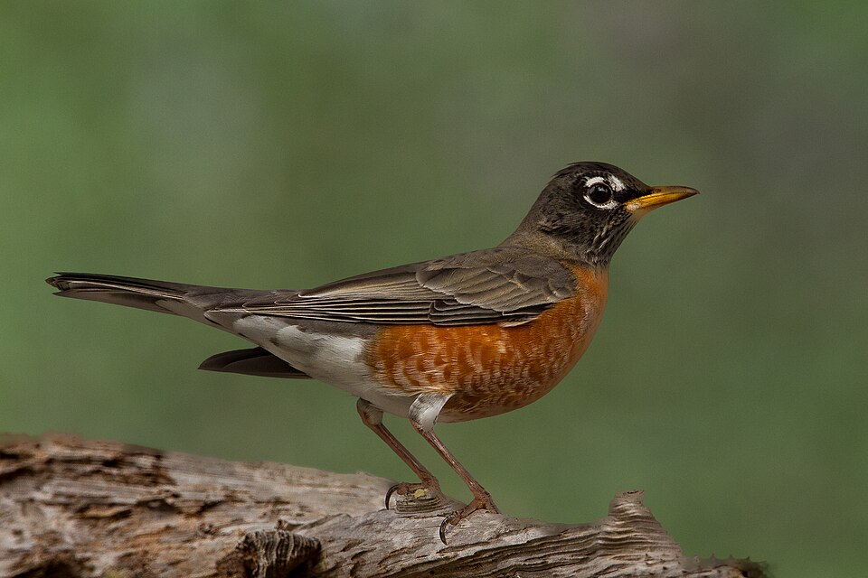 American Robin, the state bird of Michigan